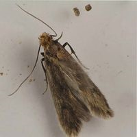 Ca ieșire mol acasă sănătoși (mol) Ca ieșire mol acasă sănătos
