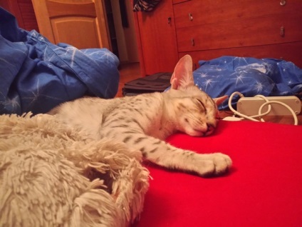 Nu castrat pisica (cel puțin de minute pe zi) Nu castrat pisica