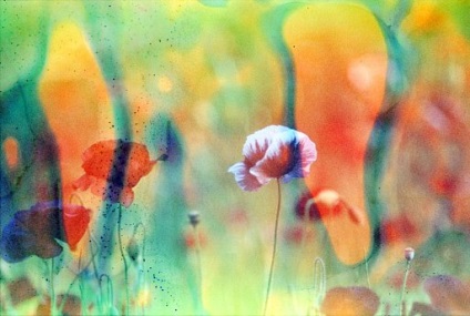 Cum de a trăi în paradis · Lomografia (în altă parte) Cum de a trăi în paradis · Lomografia