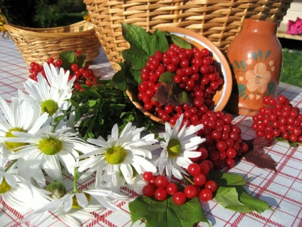 Kalina, toate cu propriile lor mâini (plante de grădină) Kalina, toate cu propriile lor mâini