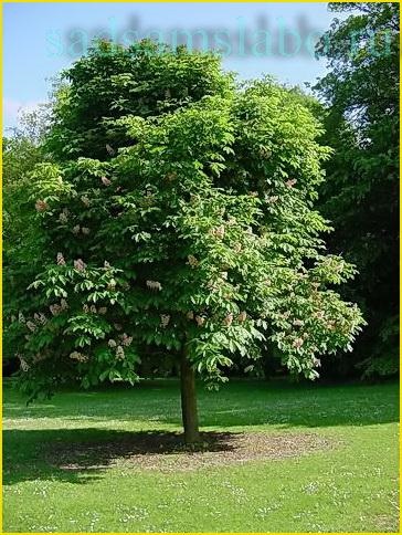 cal comună castan, fotografie, descriere, plantare, cultivare, îngrijire, utilizarea - viața mea (obișnuită) cal comună castan, fotografie, descriere, plantare, cultivare, îngrijire, utilizarea - viața mea