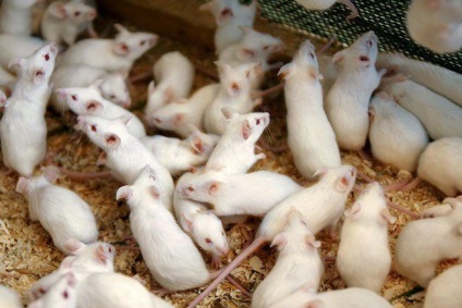 De ce visul unui șoricel gri și șobolan - vis (mouse-ul de vis) De ce visul unui șoarece gri mic și șobolan - vis