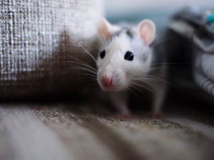 De ce visul unui șoricel gri și șobolan - vis (mouse-ul) De ce visul unui șoarece gri mic și șobolan - vis