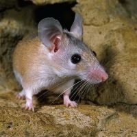 De ce vis al mouse-ului (ce) De ce vis a unui mouse