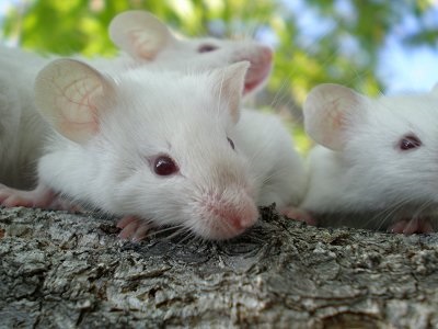 De ce vis de un mouse - mouse-ul in visul tau - afla ce vise faceți clic pe (vis) De ce vis de un mouse - mouse-ul in visul tau - afla ce vise faceți clic pe