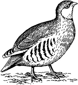 Chukar - ea (familia fazan pasăre) Partridge - este