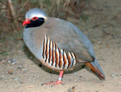 Chukars diluție la domiciliu (potârnichi) Potârnichea de reproducere la domiciliu