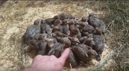 Chukars diluție la domiciliu (potârnichi) Potârnichea de reproducere la domiciliu