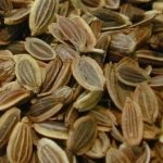 Keriya japoneză, cultivarea în banda de mijloc, în special asistență medicală, fotografie, o grădină de plante (mediu) Keriya japoneză, cultivarea în banda de mijloc, în special asistență medicală, fotografie, o grădină de plante