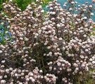 Kerry japoneză în soiurile suburbii foto, plantare și îngrijire de arbuști (foto) Kerry japoneză în soiurile suburbii foto, de plantare și îngrijire pentru arbuști