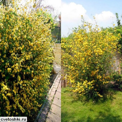 Kerry japoneză în soiurile suburbii foto, plantare și îngrijire de arbuști (Japoneză) Kerry japoneză în soiurile suburbii foto, de plantare și îngrijire pentru arbuști