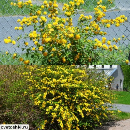 Kerry japoneză în soiurile suburbii foto, plantare și îngrijire de arbuști (Japoneză) Kerry japoneză în soiurile suburbii foto, de plantare și îngrijire pentru arbuști