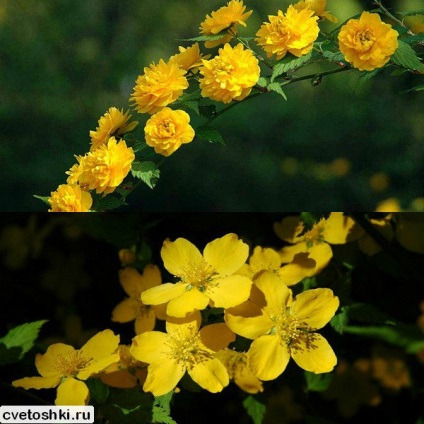 Kerry japoneză în soiurile suburbii foto, plantare și îngrijire de arbuști (de îngrijire) Kerry japoneză în soiurile suburbii foto, de plantare și îngrijire pentru arbuști