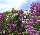 Kerry japoneză în soiurile suburbii foto, plantare și îngrijire de arbuști (clasele) Kerry japoneză în soiurile suburbii foto, de plantare și îngrijire pentru arbuști