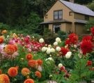 Kerry japoneză în soiurile suburbii foto, plantare și îngrijire de arbuști (Japoneză) Kerry japoneză în soiurile suburbii foto, de plantare și îngrijire pentru arbuști