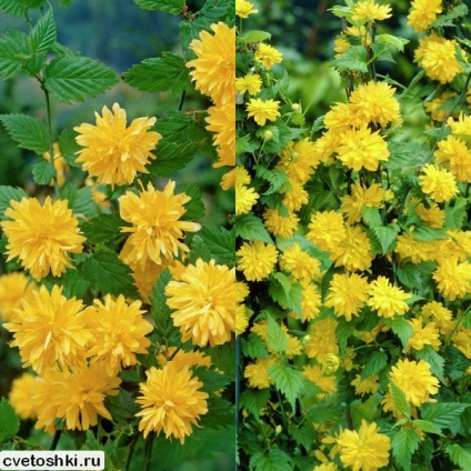 Kerry japoneză în soiurile suburbii foto, plantare și îngrijire de arbuști (foto) Kerry japoneză în soiurile suburbii foto, de plantare și îngrijire pentru arbuști