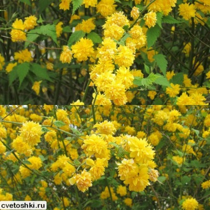 Kerry japoneză în soiurile suburbii foto, plantare și îngrijire de arbuști (plantare) Kerry japoneză în soiurile suburbii foto, de plantare și îngrijire pentru arbuști