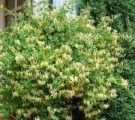 Kerry japoneză în soiurile suburbii foto, plantare și îngrijire de arbuști (Kerry japoneză) Kerry japoneză în soiurile suburbii foto, de plantare și îngrijire pentru arbuști