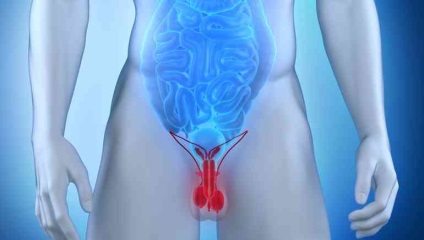 Chist testicul la bărbați și băieți simptome și tratament (testicular) Chist testicul la bărbați și băieți, simptome și tratament