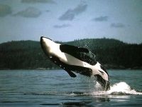Balenele, balena (Cetacea), mare, viața de balene, fertilizare, naștere, copil, balena mama, piele puțin balenă, (Cetacea) Balenele, balena (Cetacea), mare, viața de balene, fertilizare, naștere, copil, balena mama, piele puțin balenă,