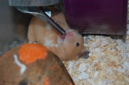 Cage pentru hamsteri (dota cu celule de hamster) Cage pentru hamsteri