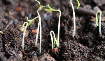 Pateu iarna tomate pe pervaz (tomate) roșii Ghivece în timpul iernii pe pervazul ferestrei