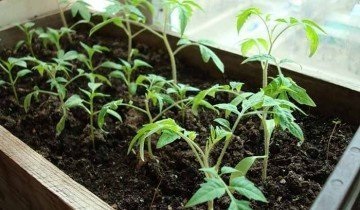 Pateu iarna tomate pe pervaz (tomate) roșii Ghivece în timpul iernii pe pervazul ferestrei