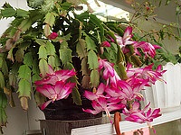 Houseplant Nephrolepis specii și varietăți comune, în special de îngrijire a plantelor și (Nephrolepis) Houseplant Nephrolepis specii și soiuri de comune, in special grija pentru planta si sa