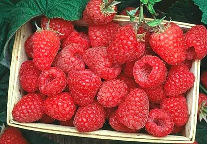 Compot de fructe de pădure - cum să gătească (fructe de pădure) Compot de fructe de pădure - cum să fiarbă