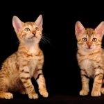 Cat rasa egiptean negru Mau (55 poze), care pisoi (foto) Cat rasa egiptean negru Mau (55 poze), care pisoi