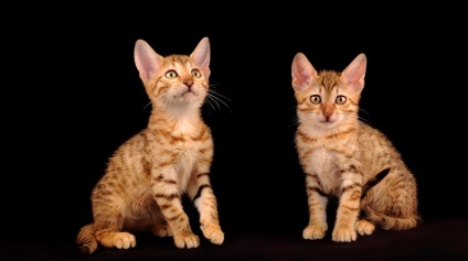 Cat rasa egiptean negru Mau (55 poze), care pisoi (foto) Cat rasa egiptean negru Mau (55 poze), care pisoi