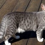 Cat rasa egiptean negru Mau (55 poze), care pisoi (egiptean) Cat rasa egiptean negru Mau (55 poze), care pisoi