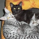 Cat rasa egiptean negru Mau (55 poze), care pisoi (piatra) Cat rasa egiptean negru Mau (55 poze), care pisoi