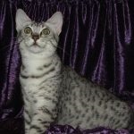 Cat rasa egiptean negru Mau (55 poze), care pisoi (egiptean) Cat rasa egiptean negru Mau (55 poze), care pisoi
