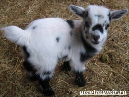 animal de capră (habitat și îngrijirea unui capră) capră animale