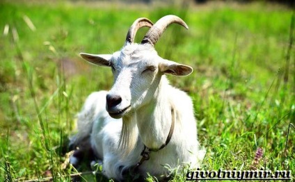 Capră animale (animal de capră) capră animale