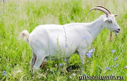 animal de capră (PET) capră animale