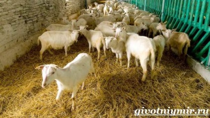 Capră animale (animal de capră) capră animale