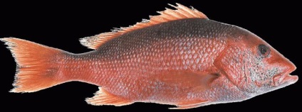 rețete de cod Red (cod) rețete de cod Red