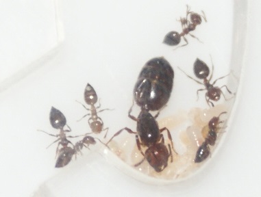 Krematogastery iubitorii de club ant