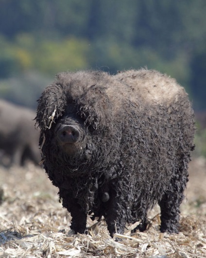 Curly bucurie 17 imagini insolite porci de rasa Mangalița