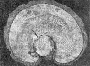 În cazul în care meteoritul Tunguska a căzut (meteorit Tunguska) În cazul în care meteoritul Tunguska a căzut