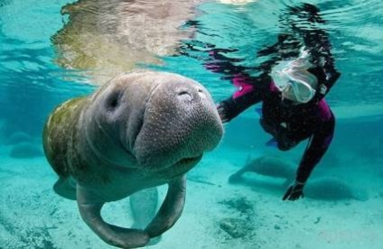 Manatee sau mare de vacă (Manatee) Manatee sau mare de vaca