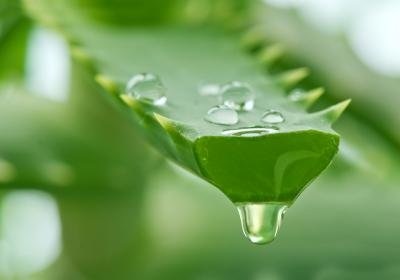 Tratamentul Aloe sinuzitei (sinuzita) Tratarea sinuzita aloe