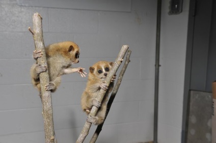 Loris lemuri - reproducere și de vânzare (Loris lemuri) Loris lemuri - reproducție și vânzare