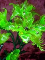 Lily linguri de plastic (plastic) Lily linguri de plastic