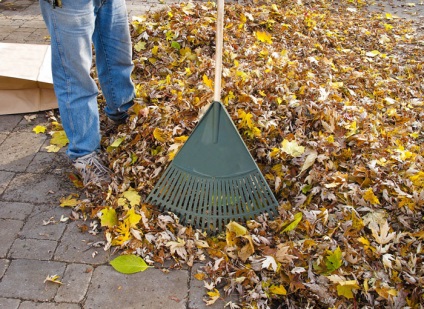 Leaf gunoi - îngrășământ ogranicheskoe (foaie de mucegai gata) Frunze de gunoi - îngrășământ ogranicheskoe