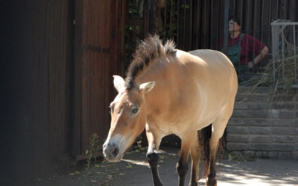 Calul Przewalski (acum calul viu) calul Przewalski