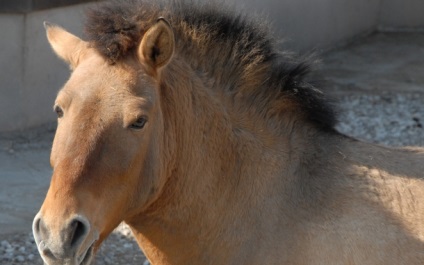 calul Przewalski (cal) calul Przewalski