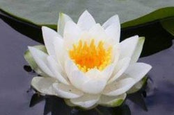Lotus ulei esential - site despre aromarita aromoterapie (ulei esential de lotus) Lotus Ulei esential - site despre aromarita aromaterapie